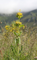 Gentiana lutea lutea