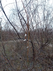 Salix acutifolia