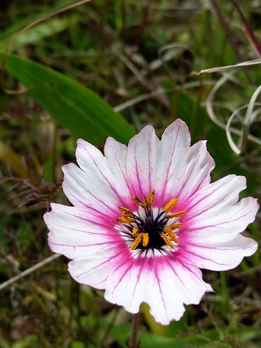 Monsonia speciosa