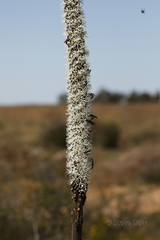 Xanthorrhoea drummondii