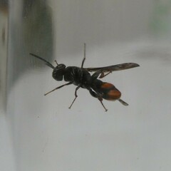 Leucospis