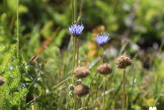 Jasione laevis