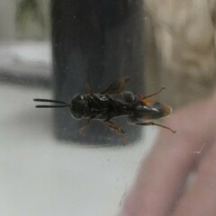 Leucospis