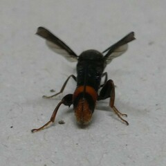 Leucospis