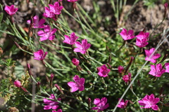 Dianthus deltoides