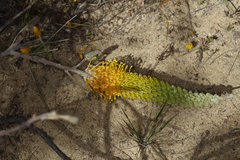 Grevillea eriostachya