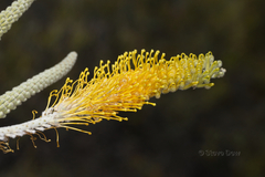 Grevillea eriostachya