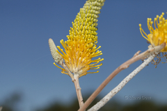 Grevillea eriostachya