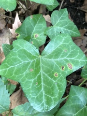 Xanthomonas campestris hederae