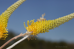Grevillea eriostachya