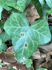 Xanthomonas campestris hederae