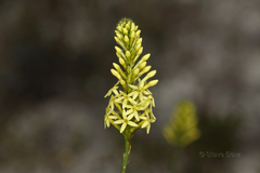 Stackhousia dielsii
