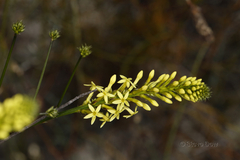 Stackhousia dielsii