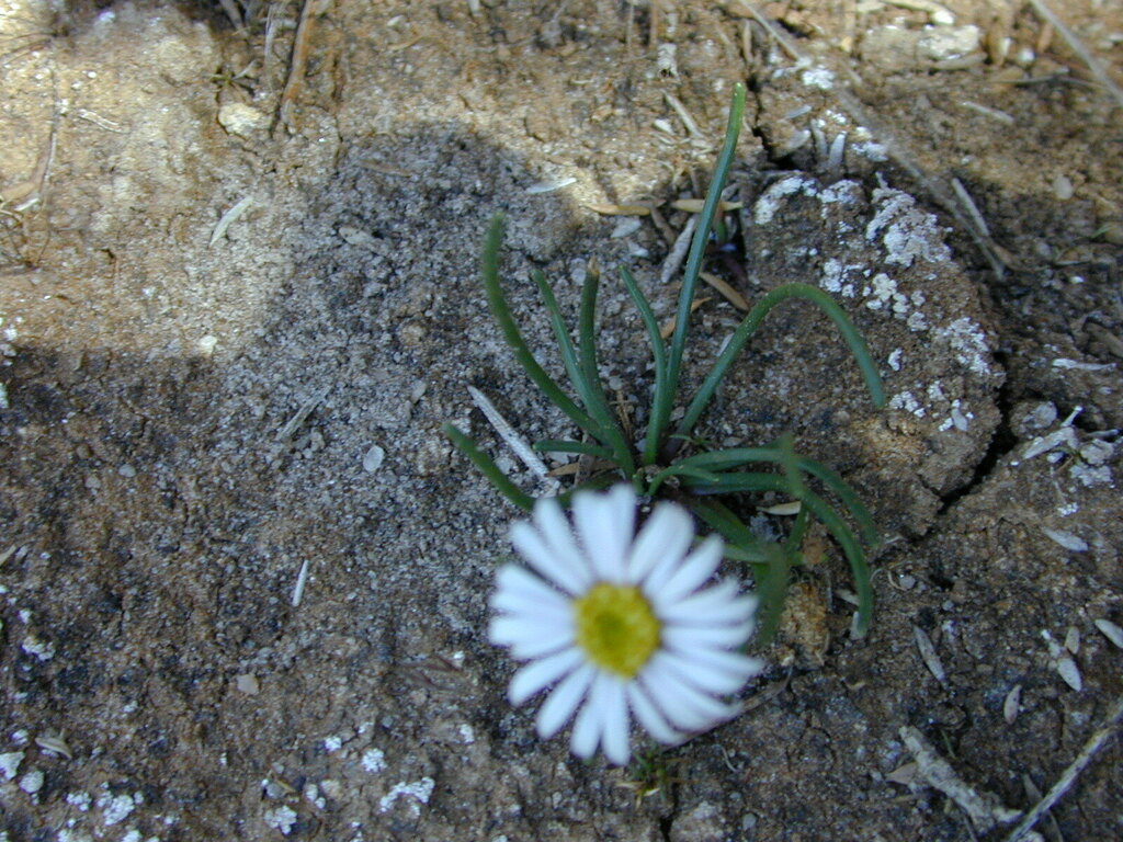 Achnophora