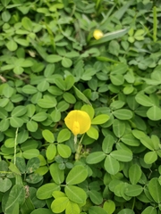 Arachis pintoi