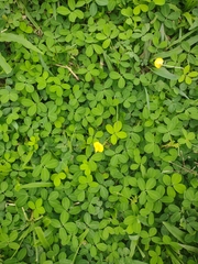 Arachis pintoi