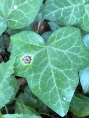 Xanthomonas campestris hederae