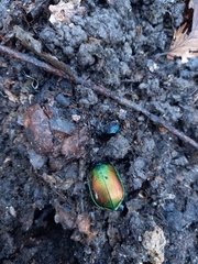 Calosoma sycophanta