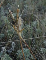 Dianthus chinensis