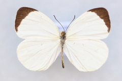 Abaeis albula celata