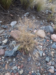 Aristida mendocina