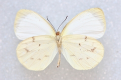Abaeis albula celata