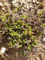 Trichodiadema occidentale