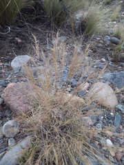 Aristida mendocina