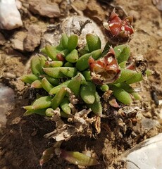 Trichodiadema occidentale