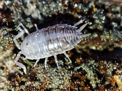 Porcellio dispar