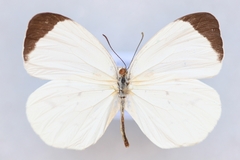 Abaeis albula celata