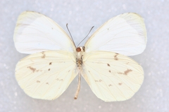 Abaeis albula celata