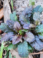 Ajuga reptans