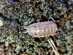 Porcellio dispar