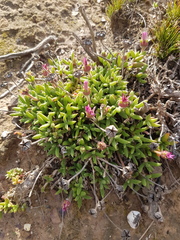 Trichodiadema occidentale