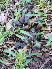 Ajuga reptans