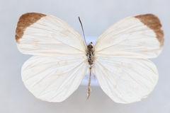 Abaeis albula celata