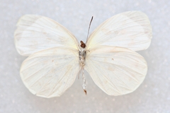Abaeis albula celata