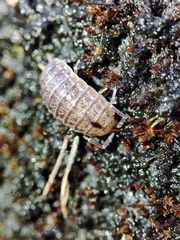 Porcellio dispar