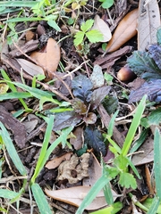 Ajuga reptans