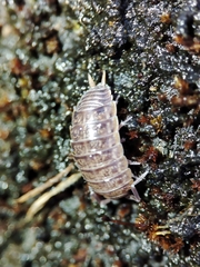 Porcellio dispar