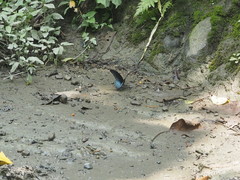 Papilio memnon heronus