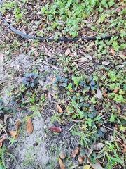 Ajuga reptans
