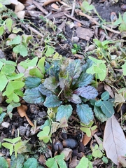Ajuga reptans