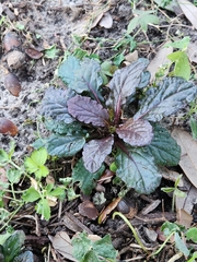 Ajuga reptans