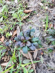 Ajuga reptans