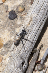 Sphecinae