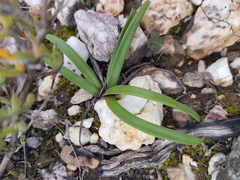 Tulbaghia