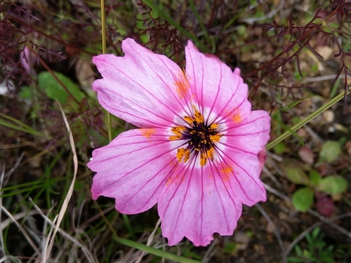 Monsonia speciosa