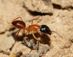Camponotus nigriceps